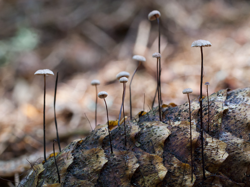 Gymnopus androsaceus